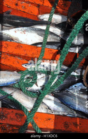 Nha Trang, Vietnam - May 5, 2012: Tuna fish in the basement of the boat in the sea of Nha Trang bay Stock Photo