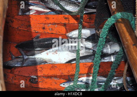 Nha Trang, Vietnam - May 5, 2012: Tuna fish in the basement of the boat in the sea of Nha Trang bay Stock Photo