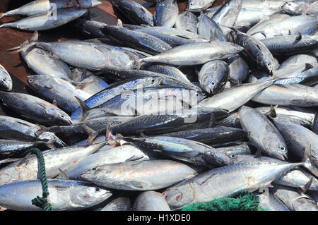 Nha Trang, Vietnam - May 5, 2012: Tuna caught by trawl net in the sea of Nha Trang bay Stock Photo
