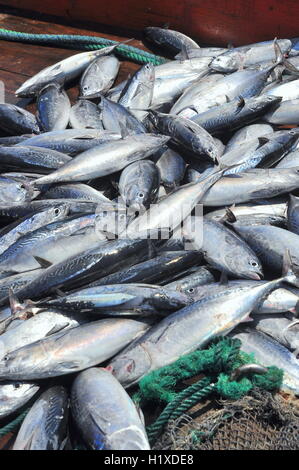 Nha Trang, Vietnam - May 5, 2012: Tuna caught by trawl net in the sea of Nha Trang bay Stock Photo