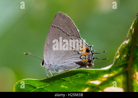 A Gray Hairstreak / Grey Hairstreak butterfly (Strymon melinus) resting on a leaf, Indiana, United States Stock Photo
