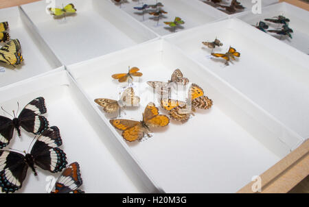 A small butterfly collection of North American butterflies Stock Photo