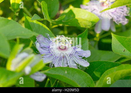 Purple passionflower / purple passion vine flower (Passiflora incarnata), Indiana, United States Stock Photo
