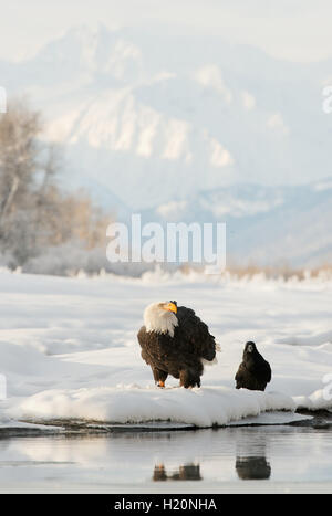 Ketchikan Raven Bald Eagle (Haliaeetus leucocephalus) and Raven (Corvus corax) in ...