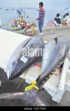 General Santos, Philippines - September 5, 2015: Tuna are being landed onto truck at the seaport Stock Photo