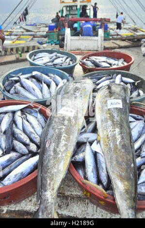 General Santos, Philippines - September 5, 2015: Tuna are being landed at the seaport to transfer to the factory Stock Photo