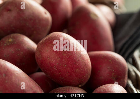 Raw Organic Red Potatoes Ready for Cooking Stock Photo