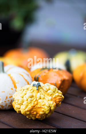 Colourful and knobby decorative autumn gourd. Stock Photo