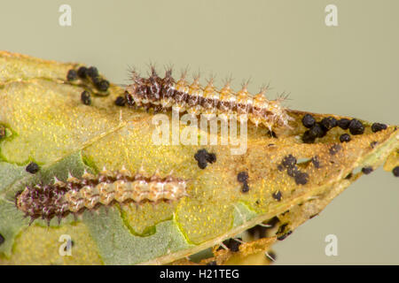 Elf  Microtia elva Ruby Road, Santa Cruz County, Arizona, United States 17 September       Second instar larvae on Hairy Fournwo Stock Photo