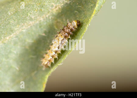 Elf  Microtia elva Ruby Road, Santa Cruz County, Arizona, United States 17 September       Second instar larvae on Hairy Fournwo Stock Photo