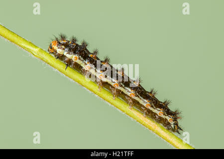 Elf  Microtia elva Ruby Road, Santa Cruz County, Arizona, United States 20 September       Last instar larva on Hairy Fournwort Stock Photo