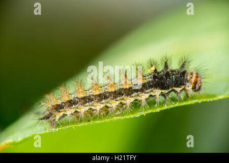 Elf  Microtia elva Ruby Road, Santa Cruz County, Arizona, United States 21 September       Third instar larvae on Hairy Fournwor Stock Photo