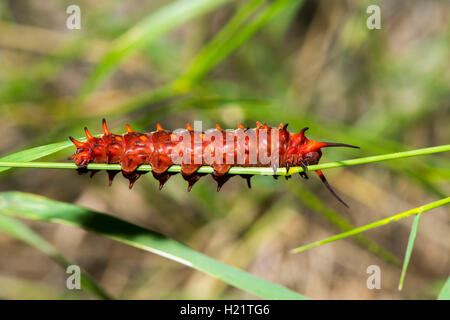 Pipevine Swallowtail  Battus philenor Tucson, Arizona, United States 13 September 2016      Last instar caterpillar, red form Stock Photo