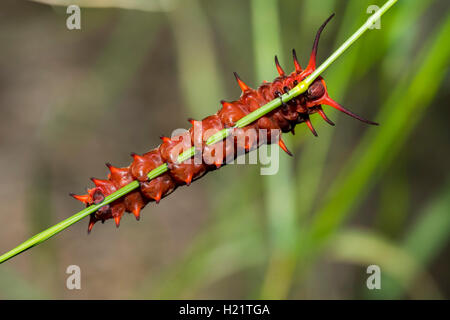 Pipevine Swallowtail  Battus philenor Tucson, Arizona, United States 13 September 2016      Last instar caterpillar, red form Stock Photo