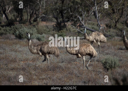 A mob of large flightless birds the Australian Emu at Mungo National Park New South Wales Australia Stock Photo