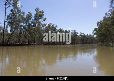 River Red Gums along the perched narrows of the Murray River as it flows through the Barmah National Park Victoria Australia Stock Photo