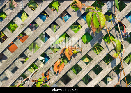 Wild vine on the wooden fence Stock Photo