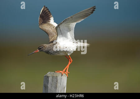 Common redshank (Tringa totanus) standing on pole, wings outstretched, Lapland, Norway Stock Photo