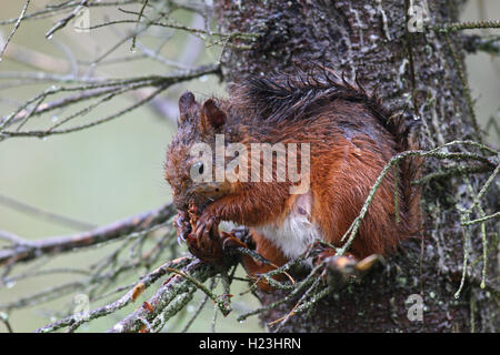 Eurasian red squirrel (Sciurus vulgaris), female feeding on fir cone in rain, Sweden Stock Photo