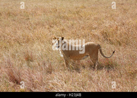 Pregnant lioness wandering in savannah, African lion (Panthera leo), female, Serengeti National Park, UNESCO World Heritage