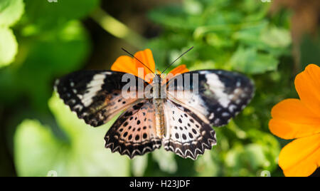 Brown or scarlet peacock (Anartia amathea) on flower, captive Stock Photo
