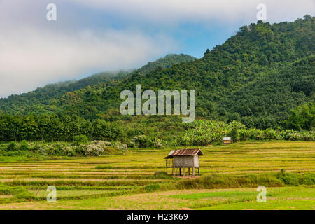 Rice paddies after harvest, small hut, Luang Namtha, Luang Namtha Province, Laos Stock Photo