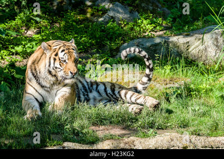 Amur Tiger (Panthera tigris altaica), lying on the ground, captive, Leipzig, Saxony, Germany Stock Photo