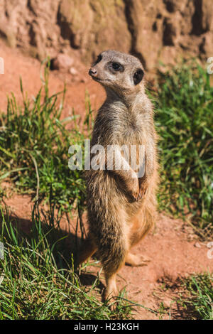 Meerkat (Suricata suricatta) is standing on the ground, watching out, captive, Leipzig, Saxony, Germany Stock Photo
