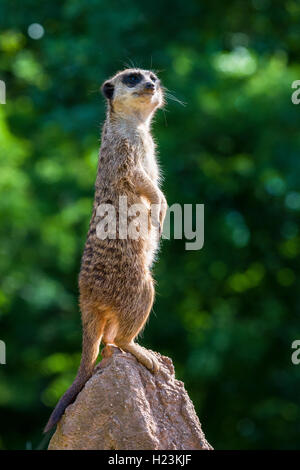 Meerkat (Suricata suricatta), standing on a rock, watching out, captive, Leipzig, Saxony, Germany Stock Photo