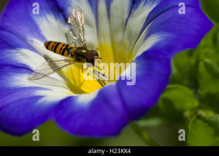 Common Hoverfly (Eupeodes corollae) is collecting nectar from a Dwarf morning-glory (Convolvulus tricolor) flower blossom Stock Photo