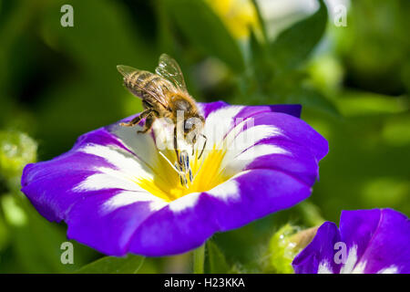 Carniolan honey bee (Apis mellifera carnica) is collecting nectar at a Dwarf morning-glory (Convolvulus tricolor) blossom Stock Photo