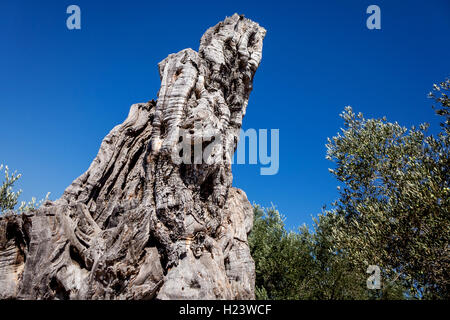 A gnarled trunk of an ancient olive tree in Cyprus Stock Photo