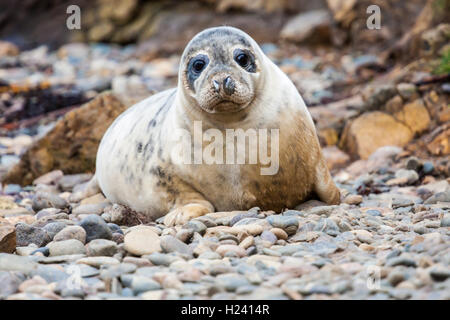 Atlantic Grey Seal Stock Photo