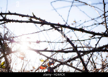 Bramble bush silhouetted against a deep blue sky with sunshine. Stock Photo