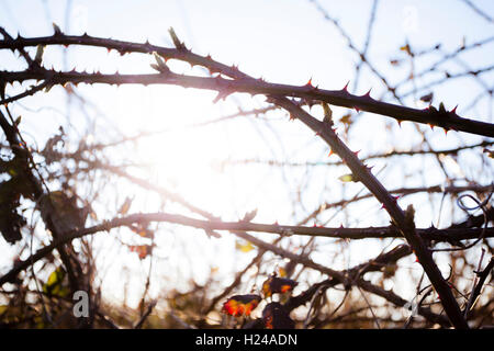 Bramble bush silhouetted against a deep blue sky with sunshine. Stock Photo