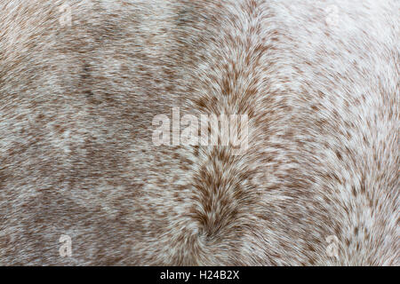 Detail of a horses coat shwoing the hair swirling across the body in patterns, dappled brown white and grey. Stock Photo