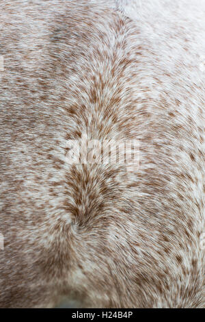 Detail of a horses coat shwoing the hair swirling across the body in patterns, dappled brown white and grey. Stock Photo