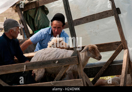 Shepherds milking goats on Vrancea mountains in Romania Stock Photo