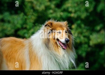 Collie, Scottish Collie dog Stock Photo