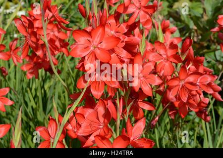 Hesperantha coccinea Major Crimson flag lily Stock Photo