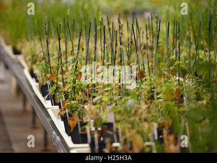 St. Louis, Us. 23rd Sep, 2016. Various types of weeds grows in a greenhouse at the headquarters of the Monsanto Company, in St. Louis, Missouri on September 23, 2016. Photo: Daniel Dreifuss/dpa/Alamy Live News Stock Photo