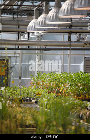 St. Louis, Us. 23rd Sep, 2016. Various types of weeds grows in a greenhouse at the headquarters of the Monsanto Company, in St. Louis, Missouri on September 23, 2016. Photo: Daniel Dreifuss/dpa/Alamy Live News Stock Photo