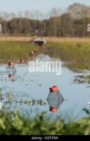 An aquaculture farmer pulls traps with crayfish also known as crawfish from a flooded rice paddy in rural Eunice, Louisiana. Crawfish are farmed in flooded rice fields giving farmers a summer rice crop and a winter crawfish harvest. Stock Photo