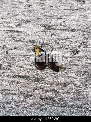 Kitesurfing on Turnagain Arm, Kenai Peninsula, Alaska, USA Stock Photo