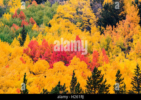 Fall foliage near Monarch Pass; Central Colorado; USA Stock Photo