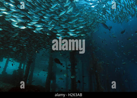 Schools of Fish around the Jetty of Arborek in Dampier Strait. Raja Ampat, Indonesia Stock Photo