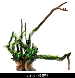 Java moss and anubias tied in bogwood over white background Stock Photo