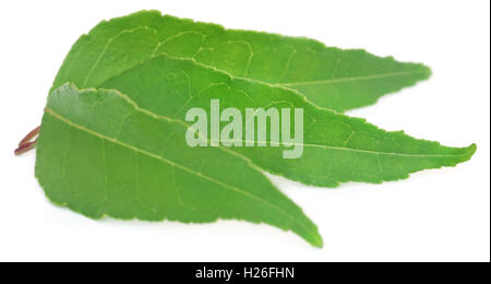 Curry Leaves over white background Stock Photo