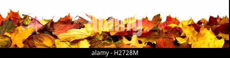 Autumn leaves lying on the ground, panorama format with vibrant colors isolated on white Stock Photo