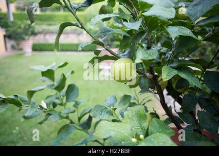 Lemons and blossom on tree after rain Stock Photo
